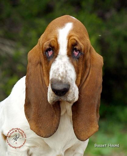 Basset Hound 9L9D-05.JPG